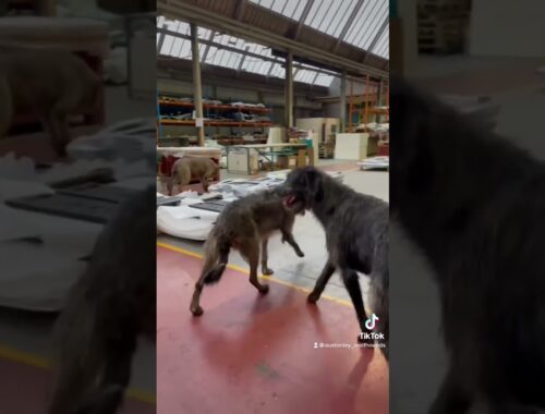 Factory inspection #irishwolfhound