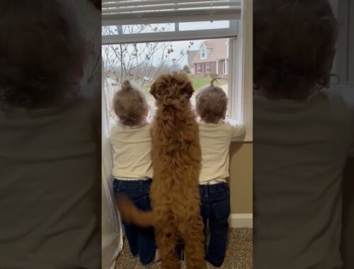 Cute Dog Waits at Window with Toddlers!