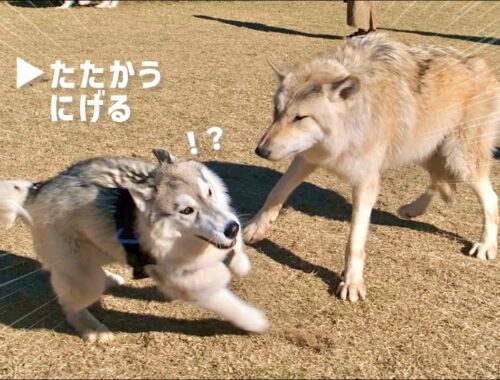 【超大型】オオカミが現れた！！　自分より強そうな相手にハスキー犬はどうする？