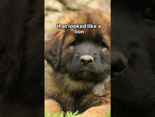 Leonberger - a dog that looked like a lion #leonberger #dogs #germandog #puppy