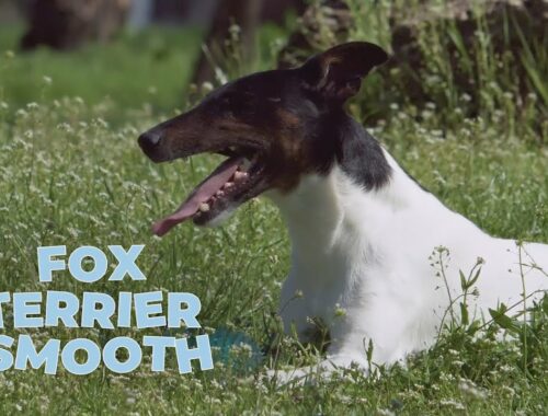 Smooth Fox Terrier Dog Breed - Facts and Traits