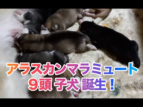 アラスカンマラミュート 子犬誕生！ボーイが3頭ガールが6頭の9頭の赤ちゃん達です。