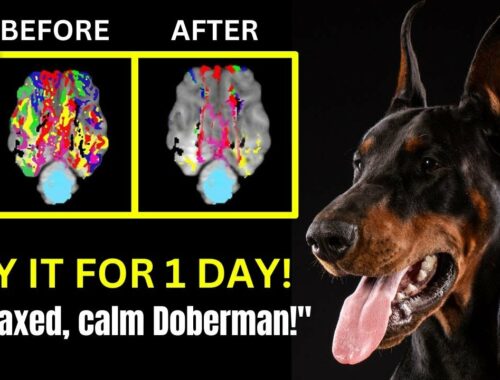 NEVER Deal with Anxiety in Your Doberman Again! (Non-Exercise Solution)