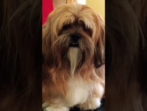 The Lhasa Apso is the Long-haired Fabulous Fabio! #lhasaapso #fabio #gorgeous #perfect #omg