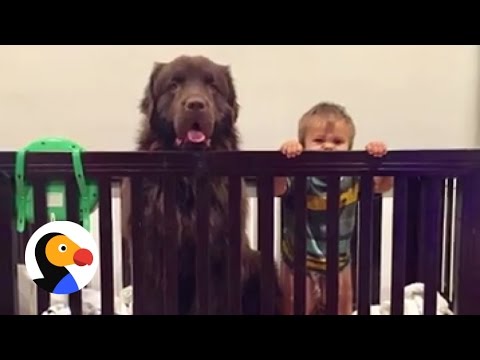 Giant Dogs Babysit Baby Brothers | The Dodo