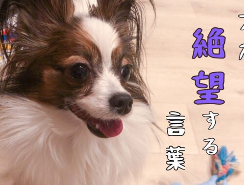 【パピヨン】言葉の意味がわかる犬