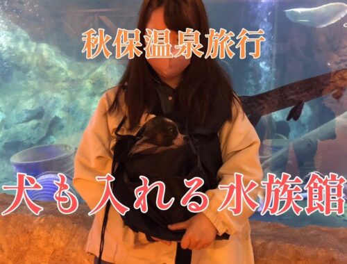 【パピヨン】真剣に魚を鑑賞する犬　秋保温泉旅行①