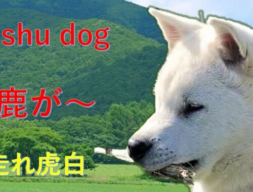 紀州犬の虎白と山歩き【Samurai dog TV】