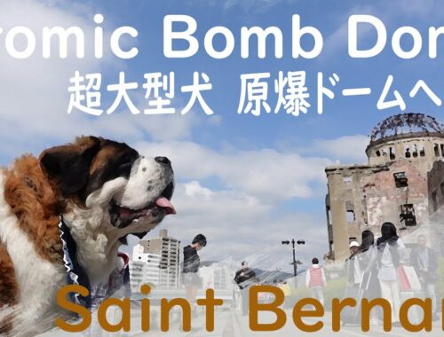 【世界平和を願うセントバーナード　ベル！】超大型犬が広島原爆ドームへ！平凡なセントバーナードSt Bernard　 Hiroshima Peace Memorial Atomic Bomb Dome