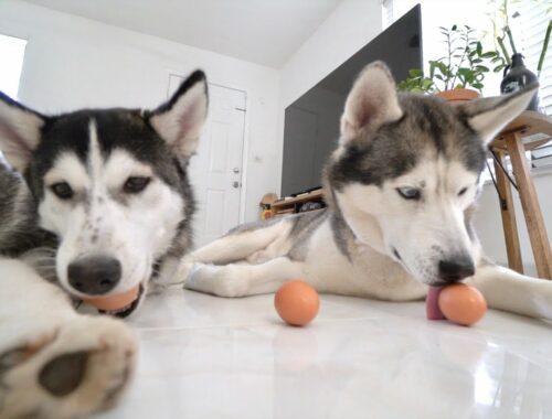 My Husky Puppy and Dad Try The Hilarious Egg Challenge..