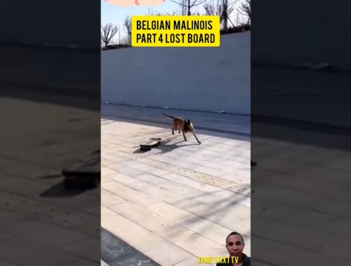 BELGIAN MALINOIS PART 4 The performer lost board