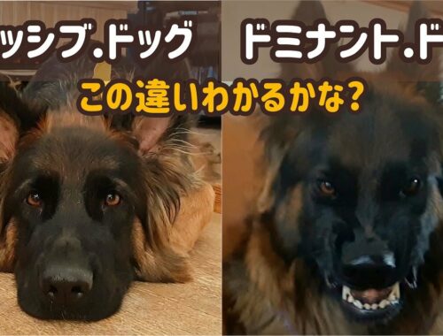 【ジャーマンシェパード】あなたの愛犬どのタイプ？「イケイケ」なドミナント？「なよなよ」サミッシブ、それとも「見た目なよなよ」でも主張しまくる隠れドミナント？