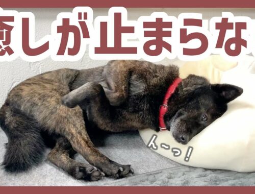 【甲斐犬】大きな枕を使いこなして穏やかにウトウト眠る犬が可愛過ぎる〜！