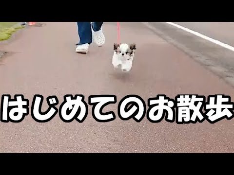 はじめてのお散歩 / first time walk the dog✨生後3ヶ月✨【シーズー 犬 / 子犬 / shih tzu dog /  puppy】