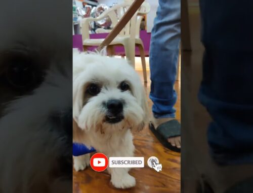 lasa apsho cute dog 😍 | vairel video | Ashish dog world