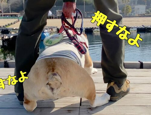 【ブルドッグまめ】広島〜伯方島コラボの旅　　イルカと目が合わせられないイヌ