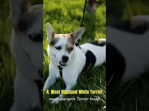 Best Terrier Breeds #SHORTS