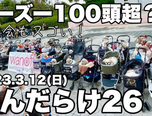 【シーズー天国】日本最大級のわんこイベントはオフ会も凄かった！#わんだらけ26 #犬のいる暮らし #癒し動画