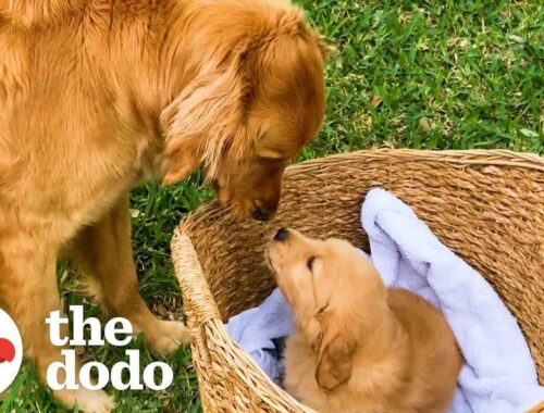 Golden Retriever Gets Surprised With A Tiny Puppy | The Dodo