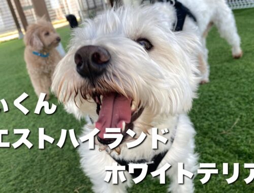 ウエストハイランドホワイトテリア　きぃくん【West Highland White Terrier】