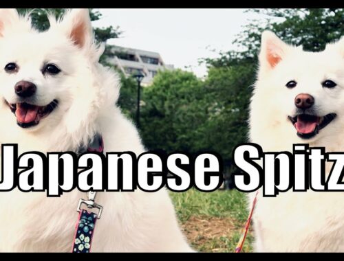【日本スピッツ】日本原産の犬の魅力 犬のシネマティック【犬vlog】