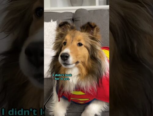 "Lost forever!!!" 🐶😥 a hilarious Biscuit Talky #shorts on Cricket "the sheltie" Chronicles e454