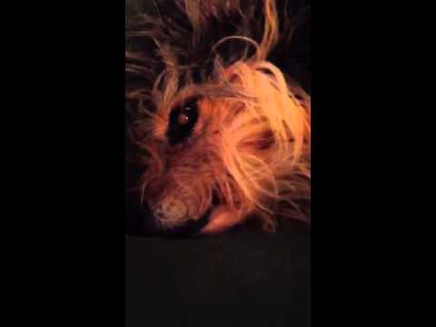Cute bearded collie snarling
