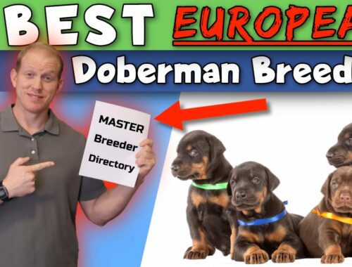 Finding European Doberman Breeders: The BEST Directories and Resources