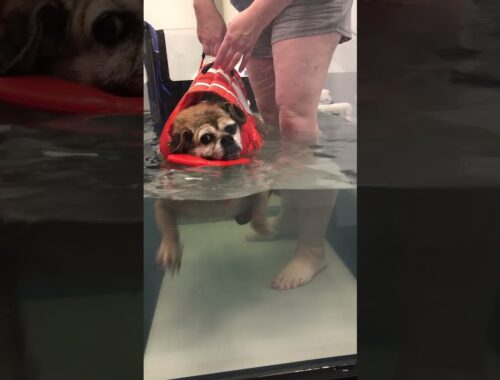 How This Puggle Lost Half Her Body Weight | The Dodo
