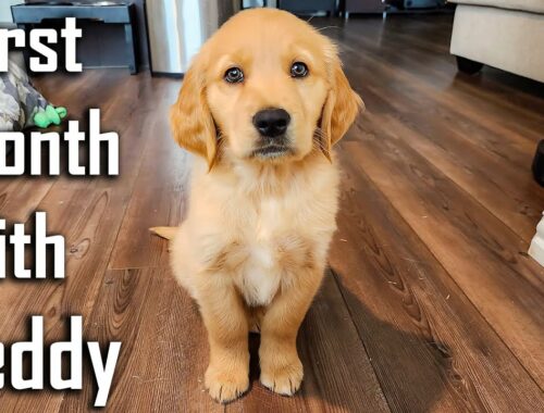 Aafat hai bhai Aafat | First Month with our Golden Retriever Puppy