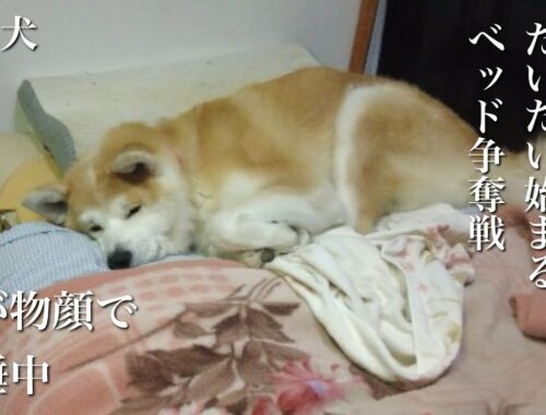 秋田犬ともぐら家族　はる、寝に行くとだいたい始まるベッド争奪戦