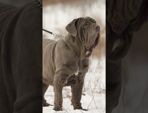 Dog that can fight with wild animals #shorts #neapolitanmastiff #dogbreed
