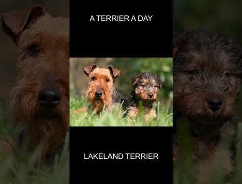 #Welsh #Terrier #March #2023 #dog #puppy #love #ai #poetry #viral #shortsvideo #shorts