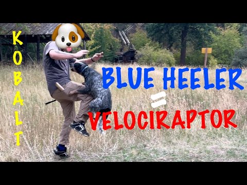 Blue Heeler = Velociraptor!!!