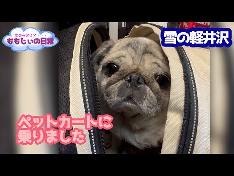 ペットカート初体験のパグ　Pug took a cart for the first time.