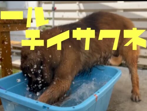 【レオンベルガー】プールで遊ぶ海君がかわいすぎる♡【大型犬】