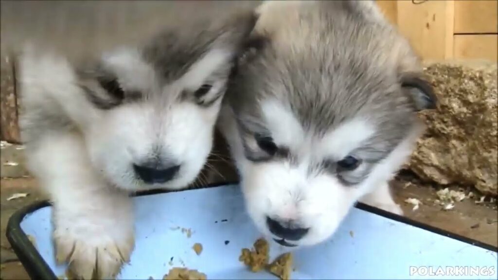 かわいい犬&アラスカンマラミュートの記録🥰😊😘😍 かわいい犬&アラスカンマラミュートの記録🥰😊😘😍