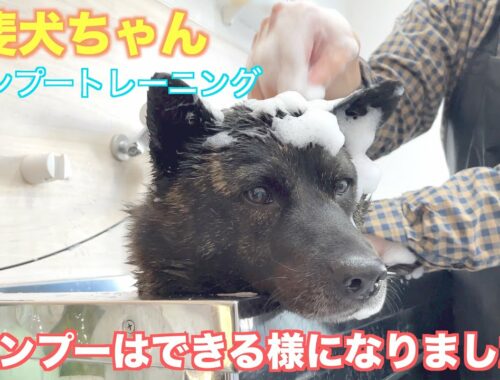 【シャンプー】トレーニングでシャンプーができるようになった甲斐犬ちゃん💮【寅次くん】2022年3月14日(月)