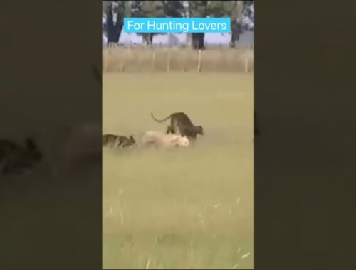 Greyhounds Chasing Ostrich الكلاب السلوقي تطارد النعامة  Los galgos persiguen a los avestruz