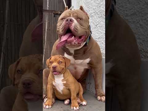 Big monster pitbull 🐶 #pitbullpuppy #pitbulldog #pitbulldogvideo