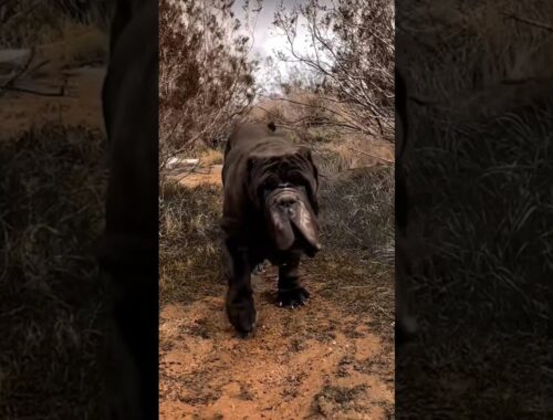 Nepolian mastiff dog 💪💪💪🔥🔥🔥💥💥💥💥 #shorts #shortvideo #viral #viralvideo