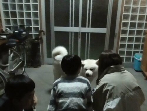 【秋田犬ゆうき】お兄ちゃんたちが遊びに来てくれて静かだった夜が一気ににぎやかになる【akita dog】