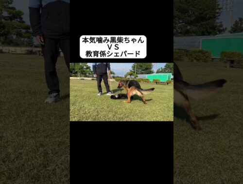 トレーナーの相棒シェパードＶＳ黒柴ちゃん #ドッグトレーニング #シェパード #犬