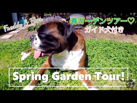 チワワ&ボクサー犬と一緒に🌸春ガーデンツアー🌸 ｜Spring Garden Tour with My Chihuahua & Boxer dog!