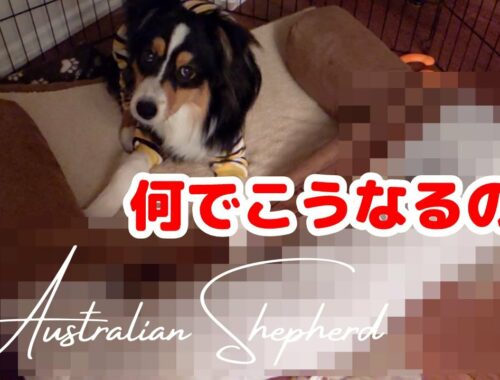 【悲報】買ったばかりの子犬の・・・【オーストラリアンシェパード】