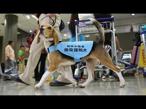 検疫探知犬が活躍中　成田空港