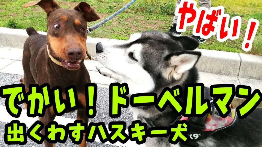 やばい!でかいドーベルマンと出くわすハスキー犬 やばい!でかいドーベルマンと出くわすハスキー犬
