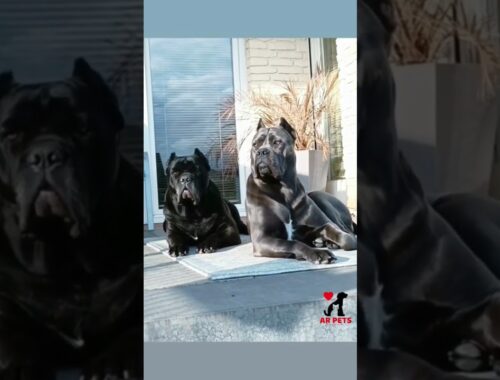 Cane Corso Breed Standards #shorts