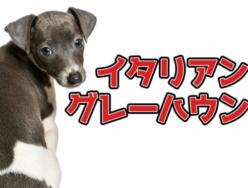 【イタリアン・グレーハウンド】本には載っていないパンク町田の犬種図鑑