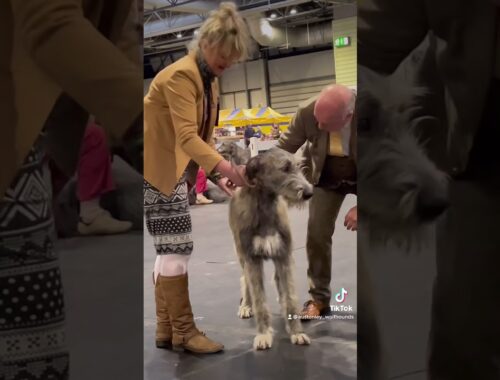 LADIES KENNEL ASSOCIATION CHAMPIONSHIP SHOW 2021 Irish Wolfhound